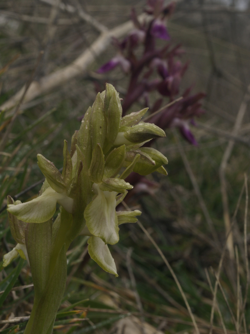 anacamptis collina sui generis